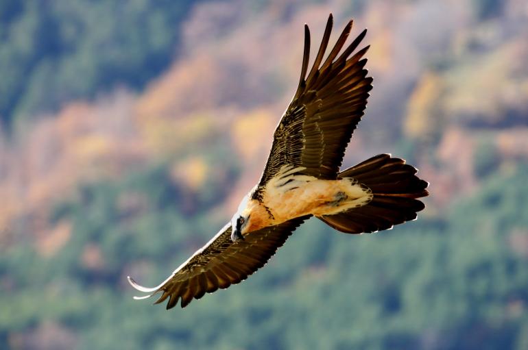 photo de rapace en vol