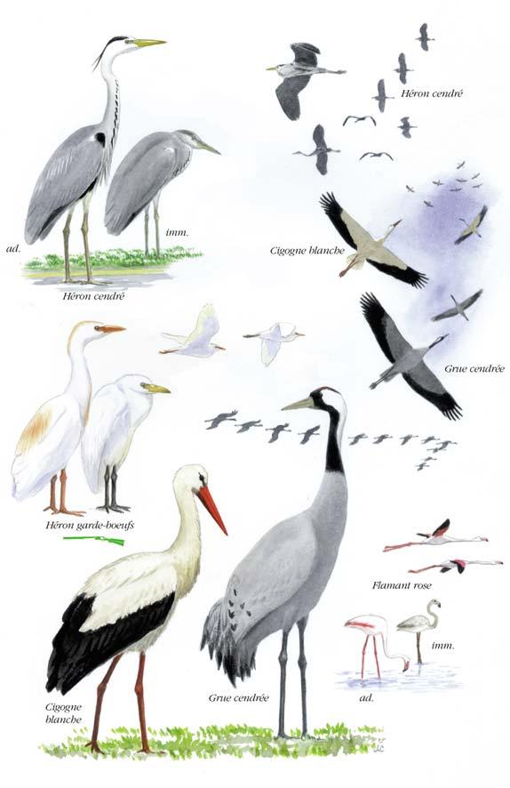 Planché détaillée pour Cigogne blanche