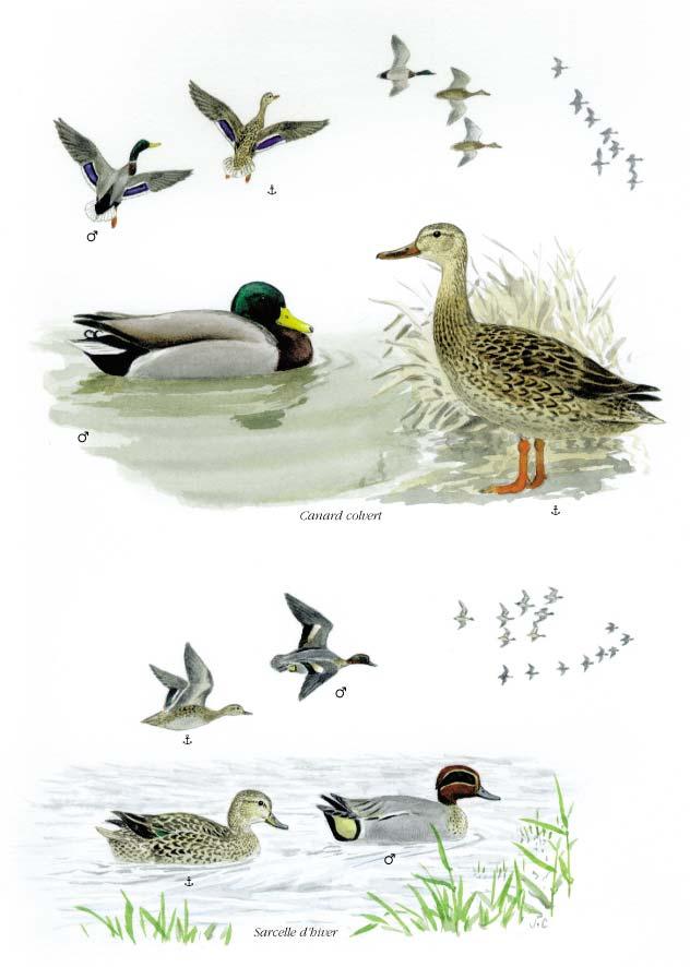 Planché détaillée pour Canard colvert