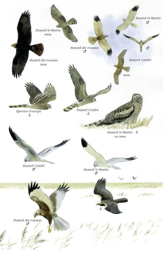 Planché détaillée pour Busard des roseaux ou Harpaye