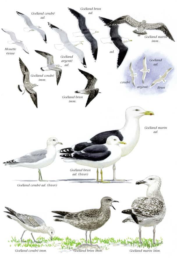 Planché détaillée pour Goéland marin