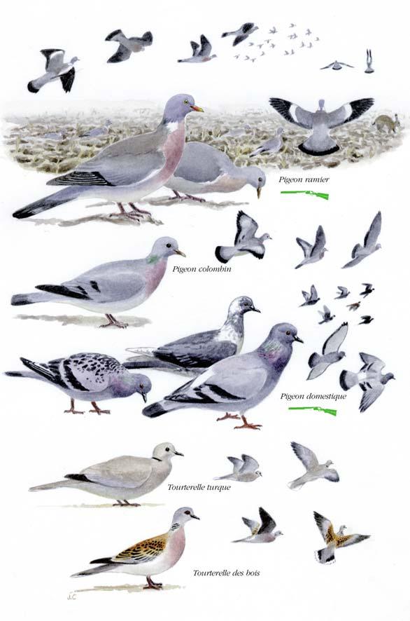 Planché détaillée pour Pigeon ramier
