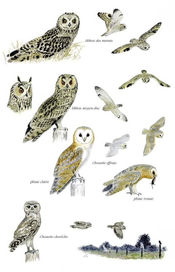 Planché détaillée pour Hibou moyen-duc