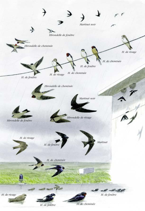 Planché détaillée pour Hirondelle de cheminée