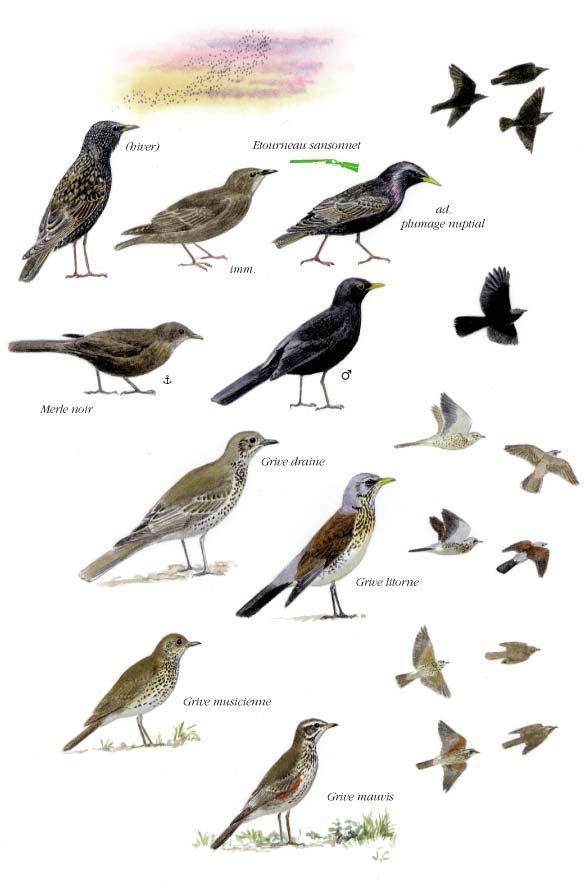 Planché détaillée pour Étourneau sansonnet