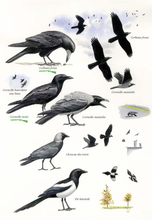 Planché détaillée pour Corbeau freux